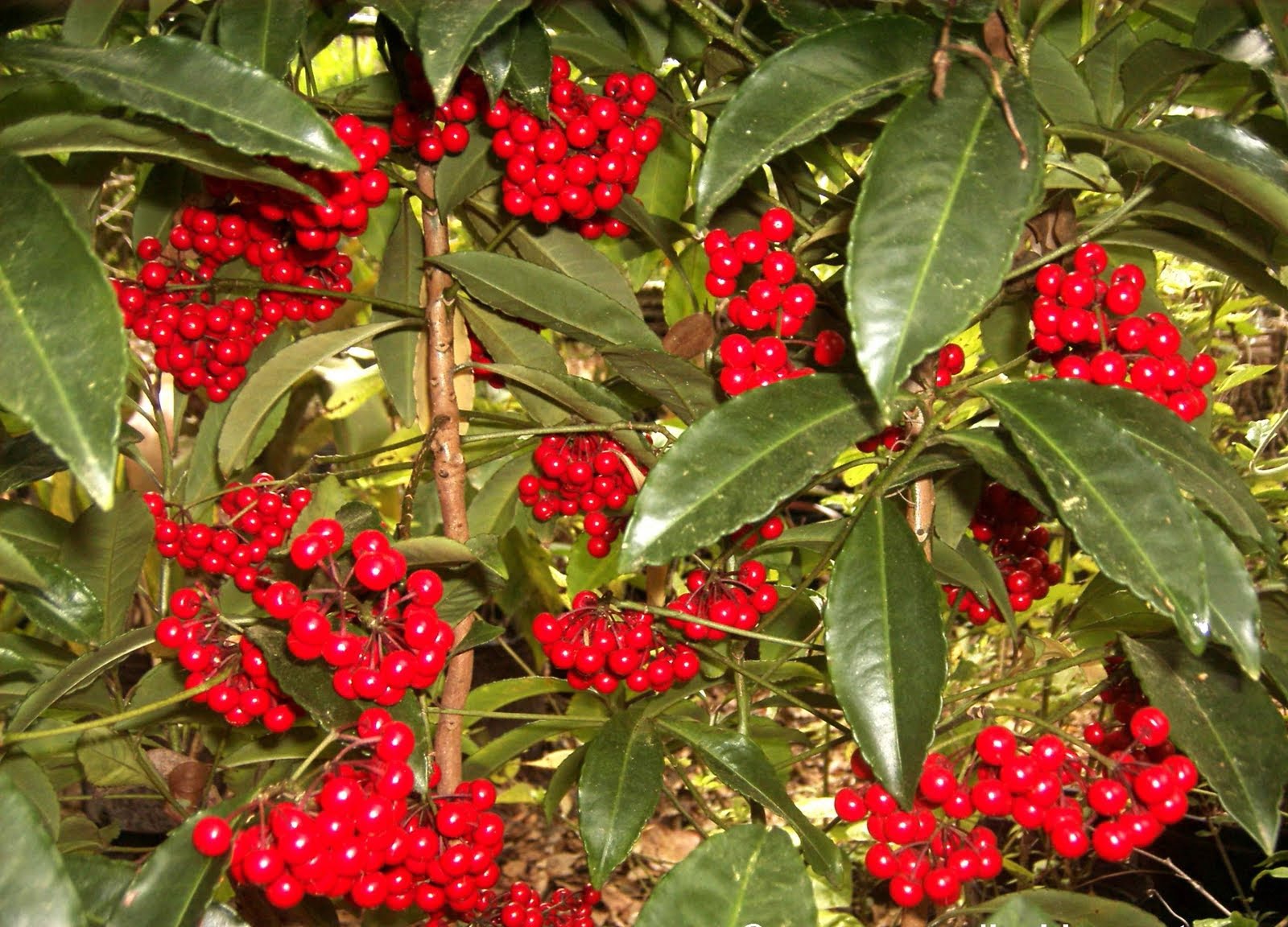 Ardisia replicata